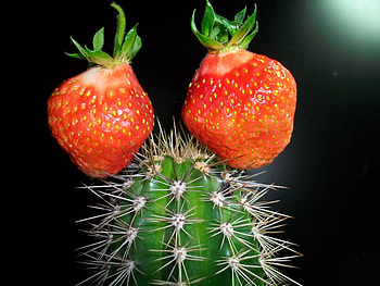 Strawberry, Miscellanea, Miscellaneous, Cactus, Creative HD wallpaper