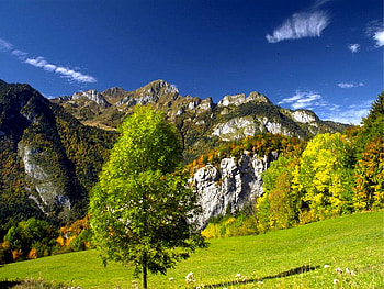 Pure nature, grass, nature, field, tree HD wallpaper