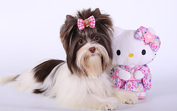 Puppy, dog, toy, white, kitty, cute, yorkshire terrier, bow, caine HD wallpaper