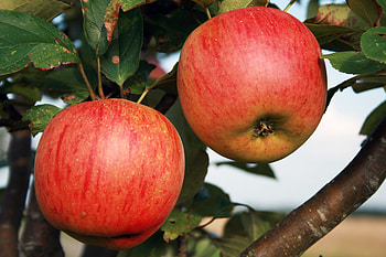 Super dwarf gala apple, Compact plant, Ideal for small spaces, Australian variety HD wallpaper
