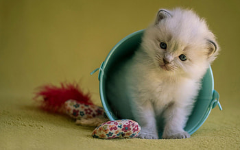 Kitten, blue, sweet, animal, toy, white, cute, cat, pisica, mouse, yellow, pot HD wallpaper