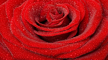 Plants, Flowers, Roses HD wallpaper