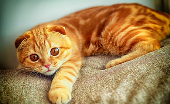 It was not me, cats, cute, me, animals HD wallpaper