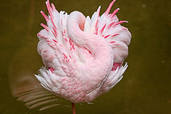 Animals, Pink, Flamingo, Bird, Sleep, Dream HD wallpaper