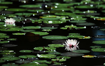 Nature, flowers, lily, foliage HD wallpaper