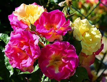 Flowers, Roses, Bush, Close-Up, Garden, Enclosure, Fencing HD wallpaper