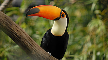 toucan , Tropical bird, Vibrant plumage, Striking HD wallpaper