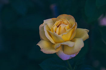 Flowers, Rose Flower, Rose, Petals, Bud HD wallpaper