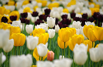 Flowers, Tulips, Multicolored, Flower Bed, Flowerbed, Lot, Spring HD wallpaper