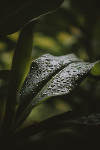 Nature, Water, Drops, Plant, Sheet, Leaf HD phone wallpaper