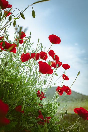 Flowers, Bloom, Flowering, Flower Bed, Flowerbed, Poppy HD phone wallpaper