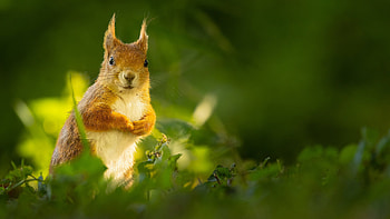 Brown White Fur Squirrel Is Standing In Bush Plants Field In Blur Green Background Squirrel HD wallpaper