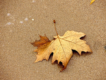 Plants, Leaves HD wallpaper