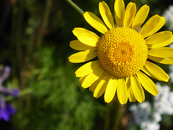 Flowers, Flower, Petals HD wallpaper