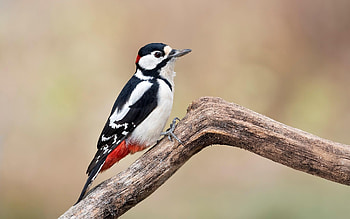 Great Spotted Woodpecker, animal, woodpecker, wood, bird HD wallpaper