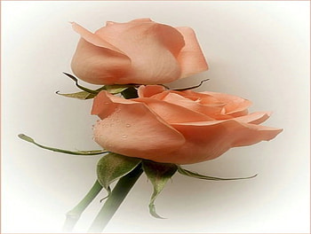 For you, rose, cute, nature, flowers HD wallpaper
