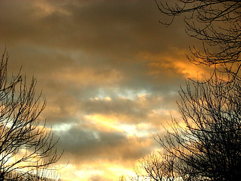 day draws to a close, trees, ohio, gold, sunset HD wallpaper