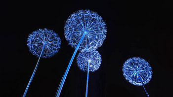 Dandeloins Flowers , dandelion, plant, flowers, nature, dark, black, behance HD wallpaper