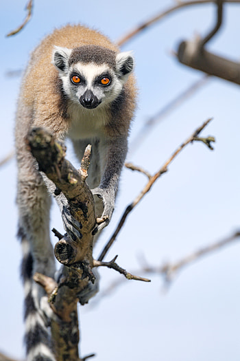 Funny, Animals, Wood, Tree, Animal, Lemur HD phone wallpaper