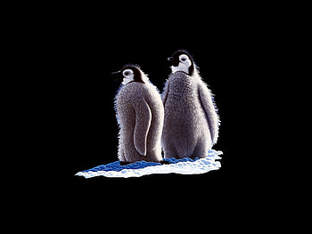 Tender pair of penguins, animal, penguin HD wallpaper