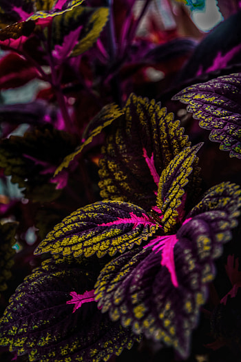 coleus plant, magenta, petal HD phone wallpaper