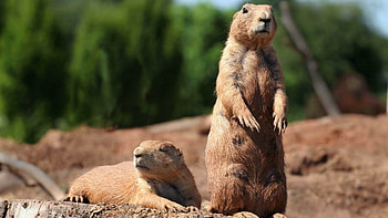 Groundhog , High-quality , Cute groundhog, Festive celebrations HD wallpaper