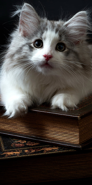 Kitten Sitting on Books, kitten, Animal, cat HD phone wallpaper