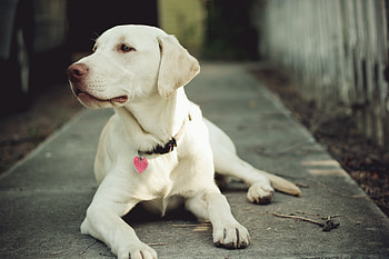 Animals, Dog, Muzzle, Sight, Opinion, Collar HD wallpaper