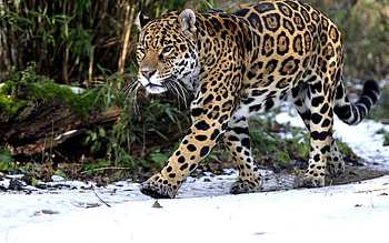 Animals, Snow, Leopard, Predator, Stroll HD wallpaper