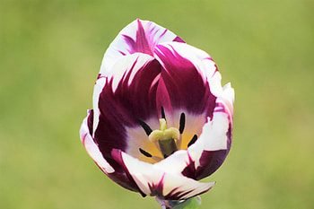 Flowers, Flower, Petals, Bud, Spotted, Spotty, Tulip HD wallpaper