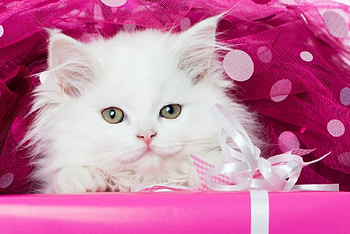 Cute kitten, animal, kitten, cat, white HD wallpaper