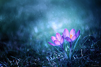 Magical Flower Morning, flower, graphy, nature, deviantart HD wallpaper