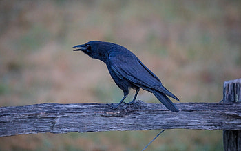 Crow , backgrounds, Mobile HD wallpaper