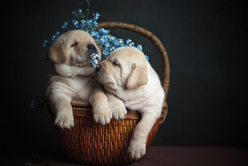 Dogs, dog, sweet, animal, cute, beautiful, puppys, puppy, pretty, animals, lovely HD wallpaper