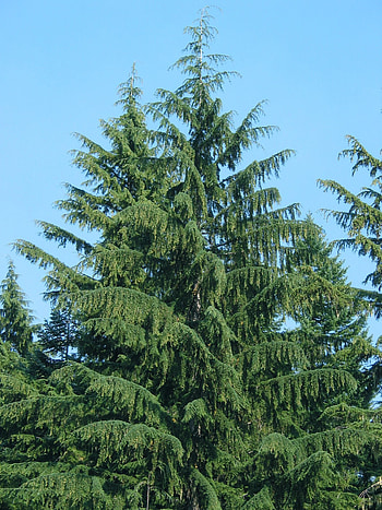 Western hemlock, Nature's beauty, Wild flowers, Lush landscapes HD phone wallpaper