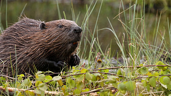 Beaver, Trap and repel beaver pests HD wallpaper