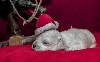 Cute Christmas, dog, animal, cute, Christmas HD wallpaper
