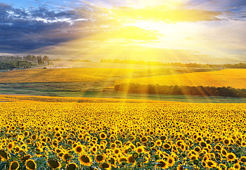 Field of Sunflowers, rays, scenery, sunflowers, lights, field, sky, nature HD wallpaper