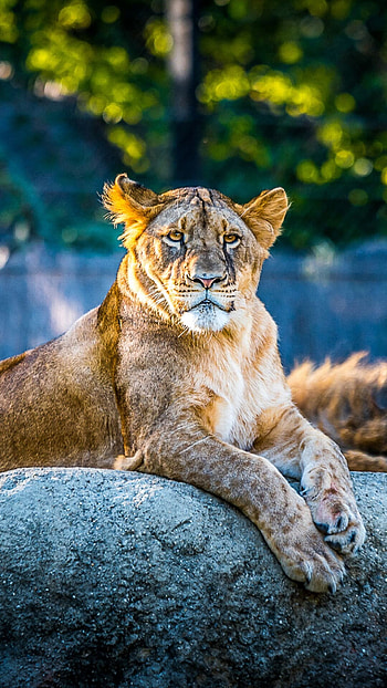 Female lion, Lions HD phone wallpaper