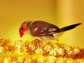 Beautiful Bird, colorful, beautiful, bird HD wallpaper