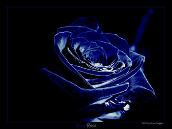 Blue Velvet Rose, blue rose, flower HD wallpaper