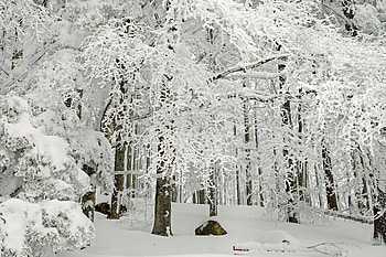 Forest, tree, winter, snowfall HD wallpaper