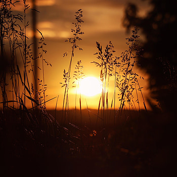 Nature, Sunset, Grass, Sun, Ears, Spikes HD phone wallpaper