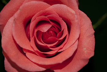 Flowers, Rose Flower, Rose, Petals, Bud HD wallpaper