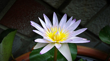 Flower, Plant, Macro, Petals HD wallpaper