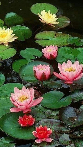 Water Lily, Pink Adorable Flower HD phone wallpaper