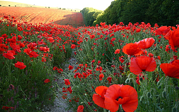 Poppies, Flowers, Field, Red HD wallpaper