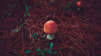 Red mushroom macro, U, Ultra, walls space HD wallpaper