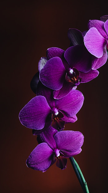 Orchid, Violet HD phone wallpaper