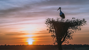 Sunset with stork silhouette, burd, nature, orange, stork, pasari, nest, silhouette, sunset HD wallpaper